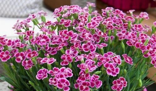 花人|懂花人给客厅养5种花,美观大气、花色繁多易爆盆,娇艳欲滴