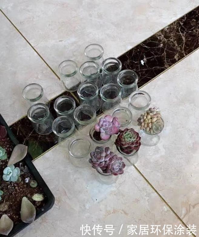 布丁瓶搭配海绵养多肉,不买盆不买土,干净卫生,容易出状态