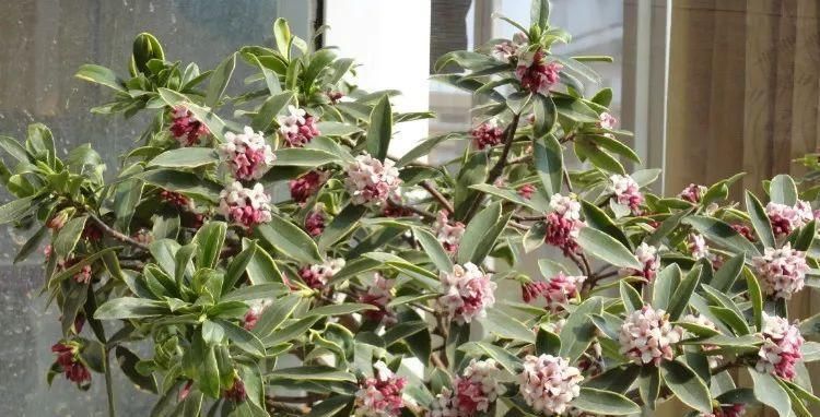 瑞香花开了，几个小技巧，开花更持久，满室生香