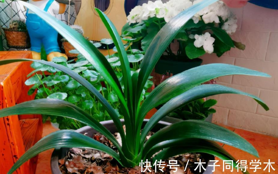 植物|路边随意挖来的松针土,该怎么处理拿来养花?