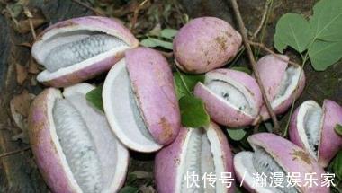 羊奶果|山上的野果子,很多人只见过却没吃过,以下野果你有吃过吗