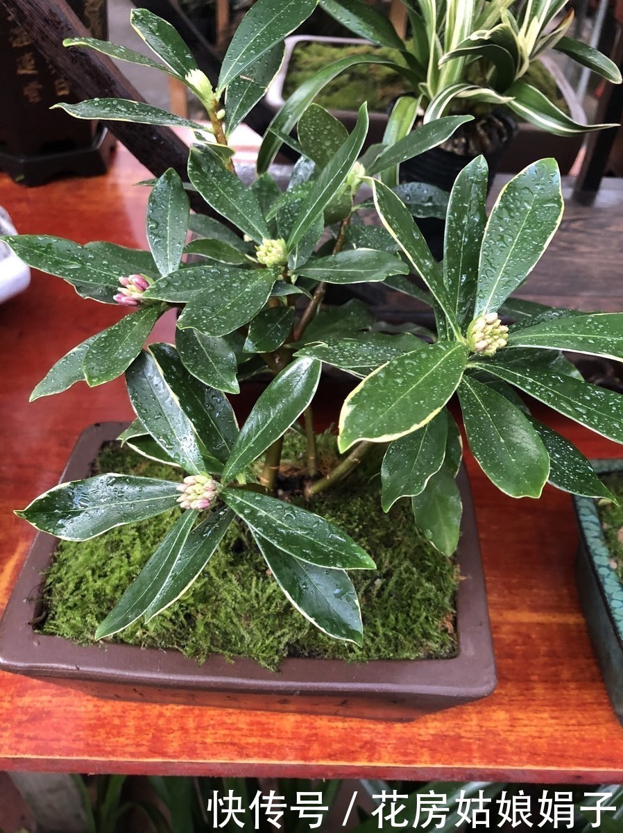 神奇的金边瑞香,科学的养护管理,花香四溢,开花爆盆