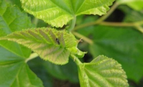 血糖|糖尿病“害怕”4物,平时尽量多吃,降糖功效堪比“胰岛素”