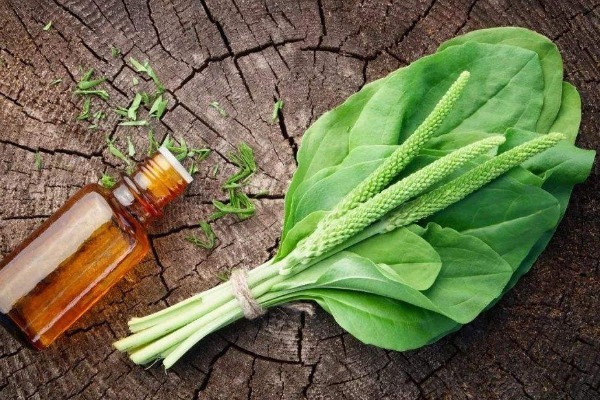 功效|车前草能抗癌别再被忽悠了,真实功效有4个,早知早受益!