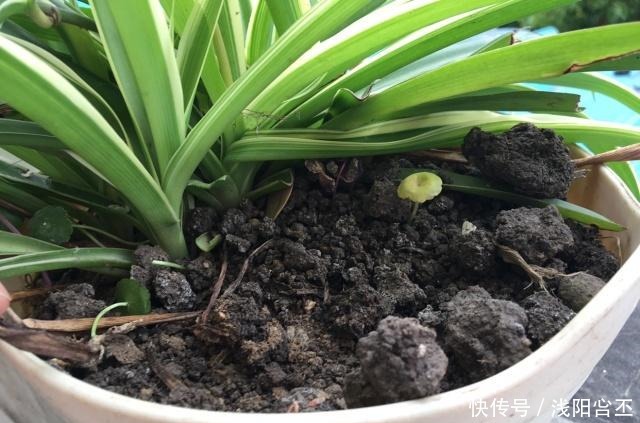 养金边吊兰，盆底放一把干树叶，三月后疯长爆盆，叶多穗多特别旺！