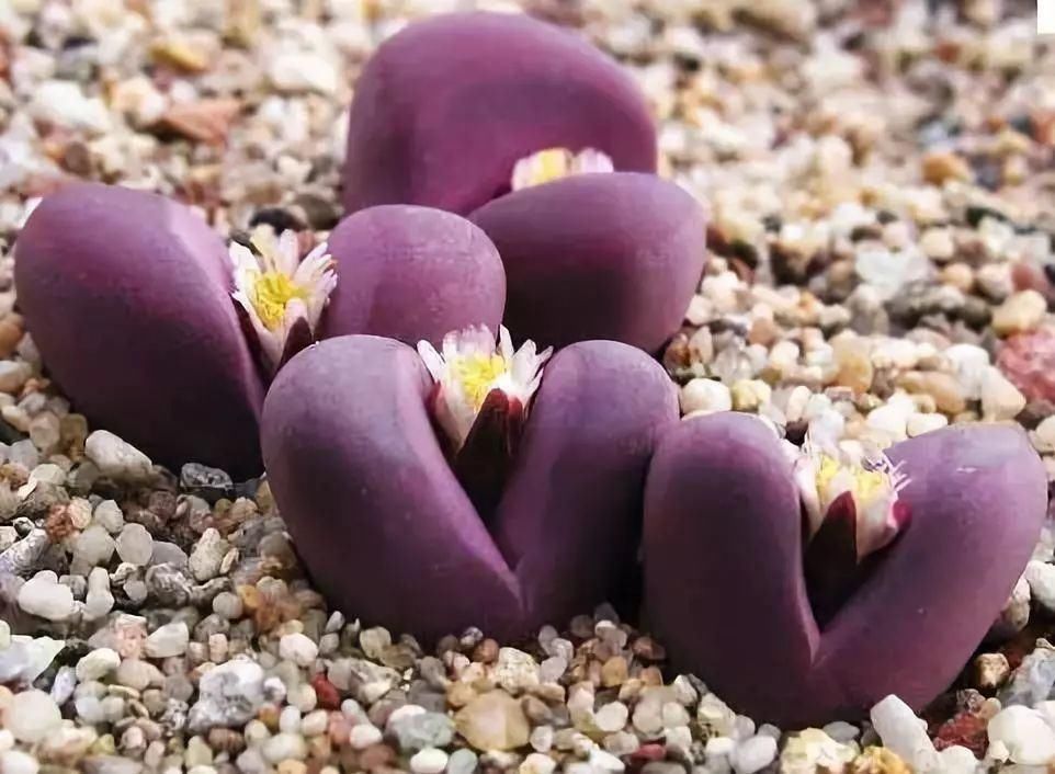 世界上最名贵的花,一盆就是一座房子!