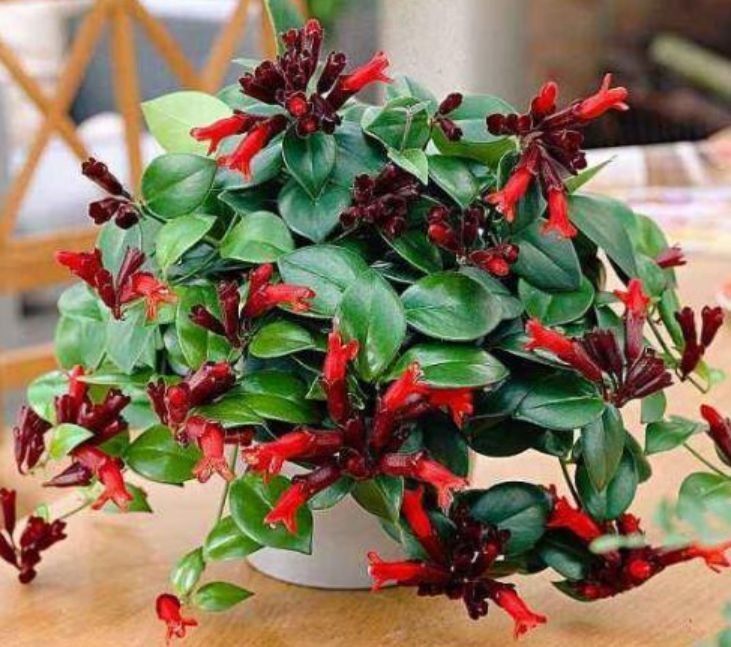 最适合春天养护的三种花,家里养两盆,赏花变美两不误