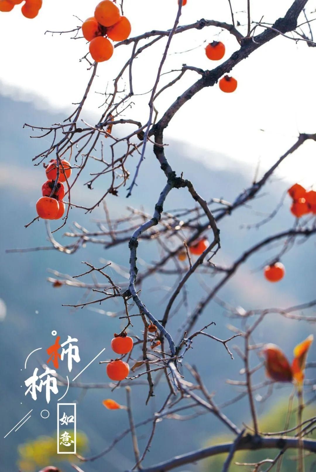 特写|图片特写｜年年岁岁，“柿柿”如意