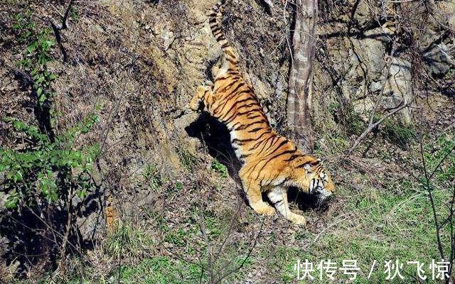 伤人!《水浒传》打虎故事背后的历史:宋朝如何治理虎患?