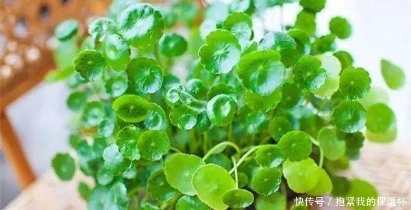 阳台上|这些花不能宠!越贱养越疯长,长不好就是你太勤快