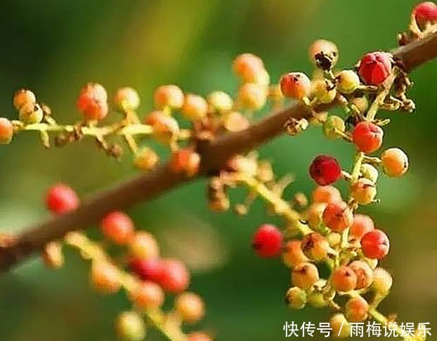 路边野果不要摘!这种长得像桑葚的果子有剧毒,已经有好几人中招