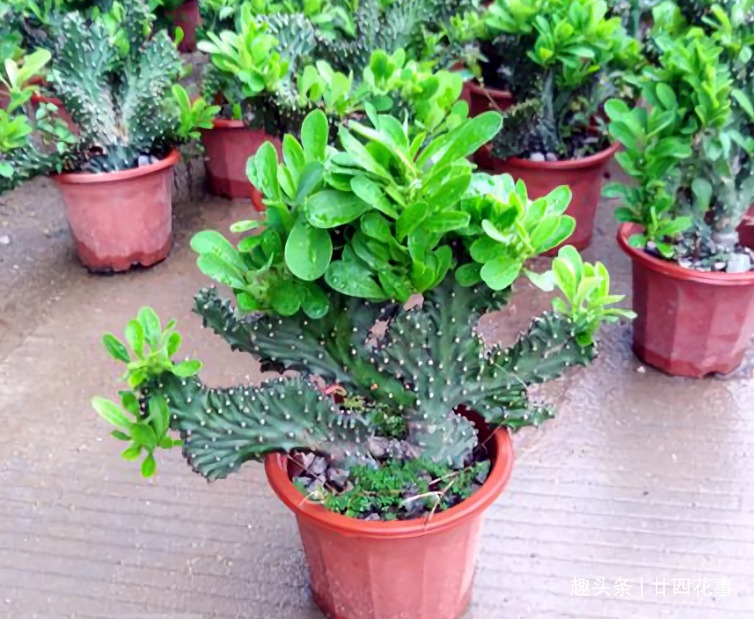 浇水|9种花，12月要“控水、断肥”，不注意烂根黄叶，活不到开春