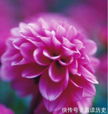 拥有|4种花太美了,花多易爆盆,好看又好养,很值得拥有