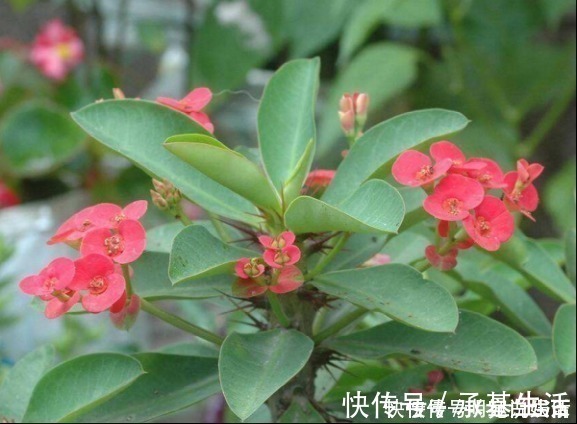 越来越多人养花不养绿萝了,如今都流行这种花,好看又旺财!