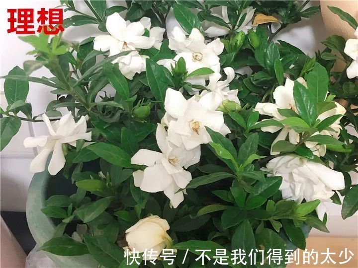 养花技巧最难养的花,买多少死多少,想想就生气!