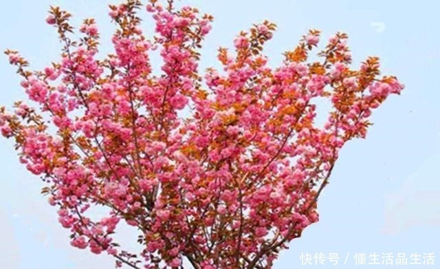 风信子|世界上最美的十种盆栽花卉,每种都精美无比,总有一盆适合你!