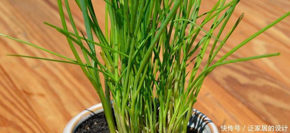  收割|韭菜用这些方法就能不断收割，它还有非常多的好处