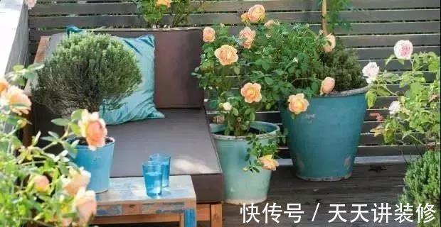 微月|在阳台上打造出一个月季小花园,距离你很近,做好4个方面就行