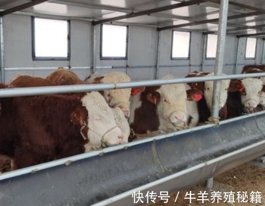 养殖户|牛消化不好拉稀怎么办?牛消化不良拉稀的治疗,学会了很有用
