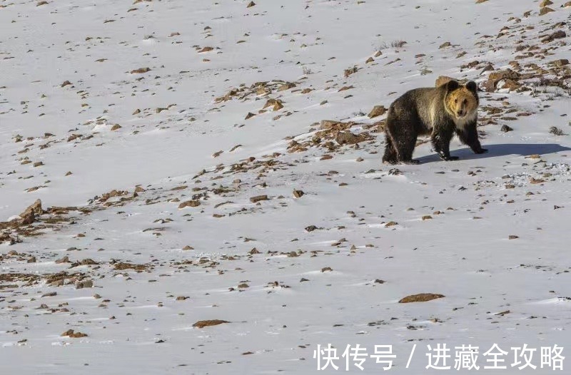 硬派越野车|穿越无人区需要准备什么，才不会挂在里面