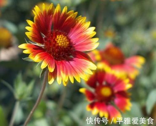 富山奇蝶|5种花好养又漂亮,不用管照样长得旺,年年开花不断,美翻天!