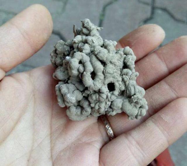 肥料|家里“肥料”不够用，出门捡“2种料”，处理后撒盆里，养分足！