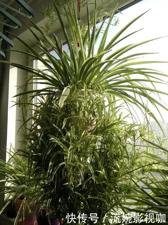 养花|吊兰黄叶“干尖”老花农说浇水少了1种“料”,连浇3次就变绿!