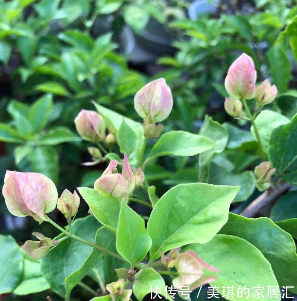 秋天,家里这4种花要施肥了,盆土更肥沃,枝叶多花更多