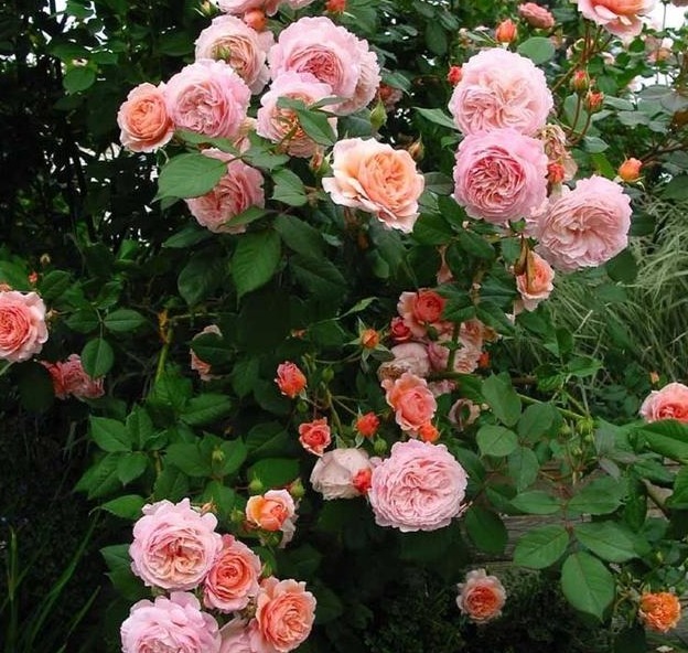 分枝|月季寿命有多少年养的时间越久长的越差,开花又少又小怎么办