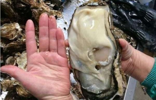 生蚝和海蛎长得很像,到底有什么区别海鲜达人一句话说出答案