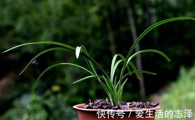 家养|夏天养兰花，究竟能不能淋雨？兰友：最怕这样淋