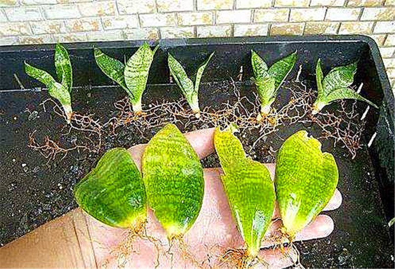 元旦前，5种花摘片叶，扔盆里，遇土就生根，立省200元