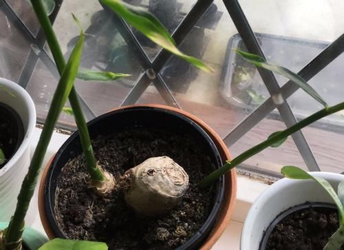 立春前后挑些发芽的生姜，按“这要求”养，观赏、食用两全了