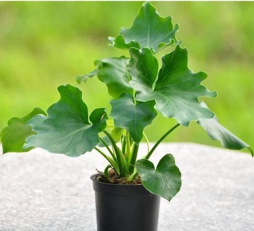 家里适合养什么花 以下几种花你家养的是哪种?