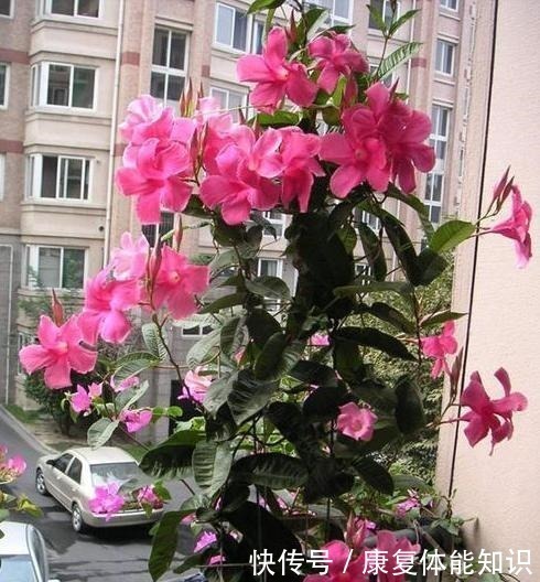 阳台上|一种小花太神奇,一对叶子6朵花,养一棵开一片,室内室外都能养!