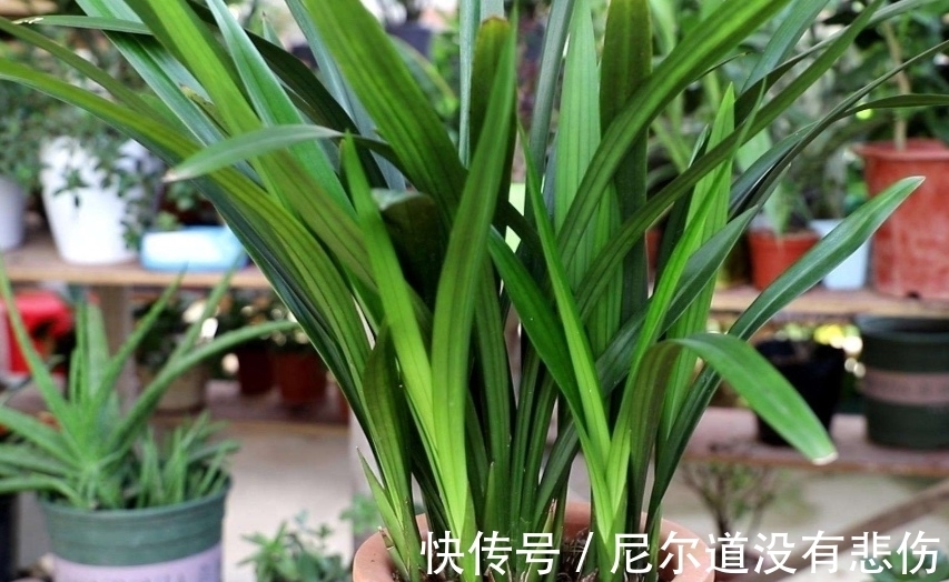 兰花瘦弱不长芽？4个细节做足，根系旺，品相好，新芽挤满盆