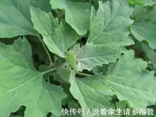 农村|养肝就是保命,3种野菜,养肝护肝,农村到处是宝,早了解早受益