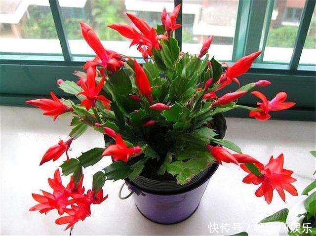 根系|蟹爪兰花后养护很重要，仅仅修剪还不够，做好这4点，开花大又多