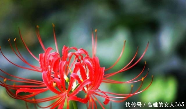 50种植物花语,不要再傻傻送错花了