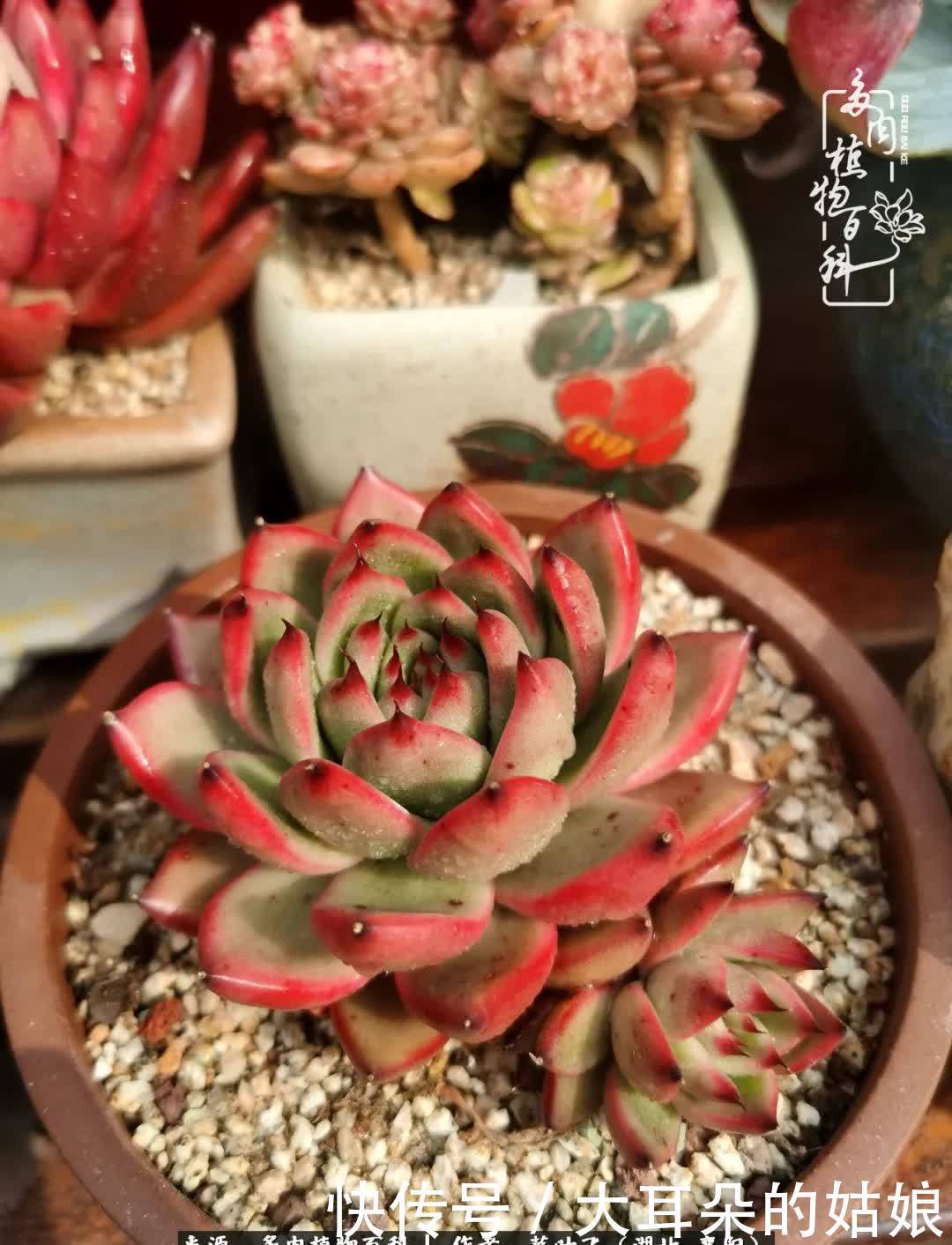 春暖花开，万物复苏，多肉迎来最美时光！