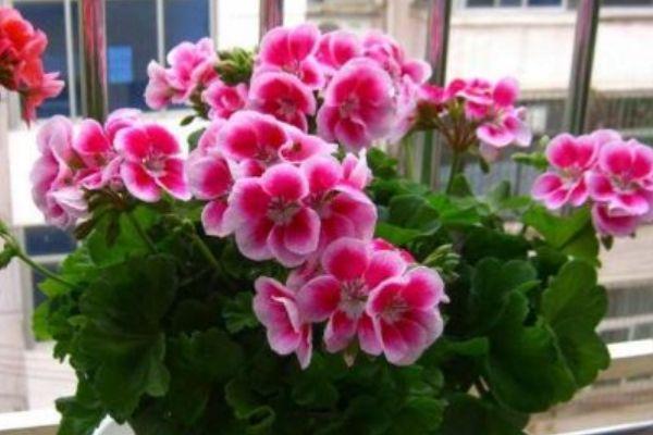 4种花养家里能够旺财运，叶绿花艳，花开硕大娇艳，繁花似锦