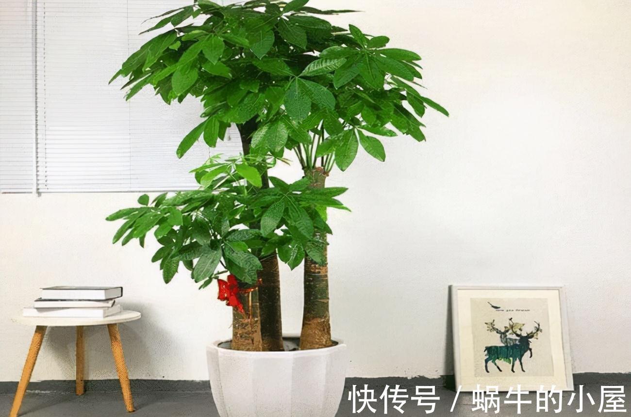 适合10月养的“13种吉祥花”，建议你也养一盆，利健康旺财运