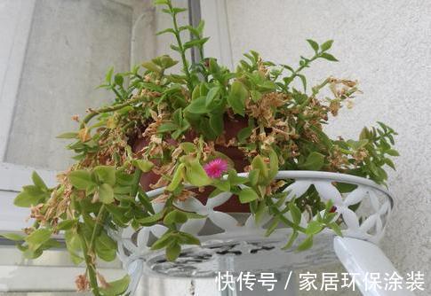 空间|家里这些花卉吊起来养，既增加了观赏价值，又节省了养殖空间