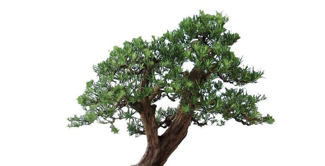 家有小院，人们为何喜欢种罗汉松，怎样栽培，怎样让罗汉松更美