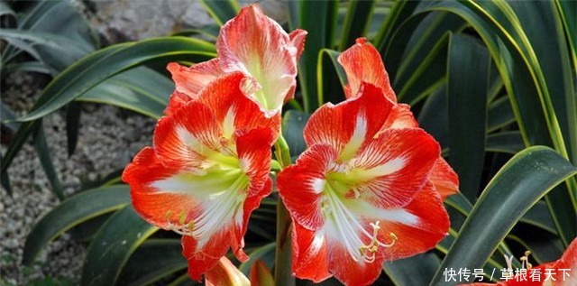 朱顶红|新手养花,不如养盆“花中精品”花朱顶红,花似烈日,博人眼球