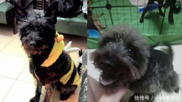 小黑狗一年换一个样,5年后毛色大变!主人我