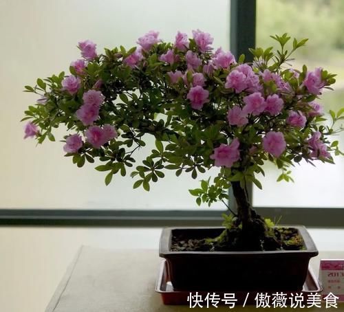 阳台上|6种“耐阴花”,室内也能生长旺盛,叶色翠绿又开花