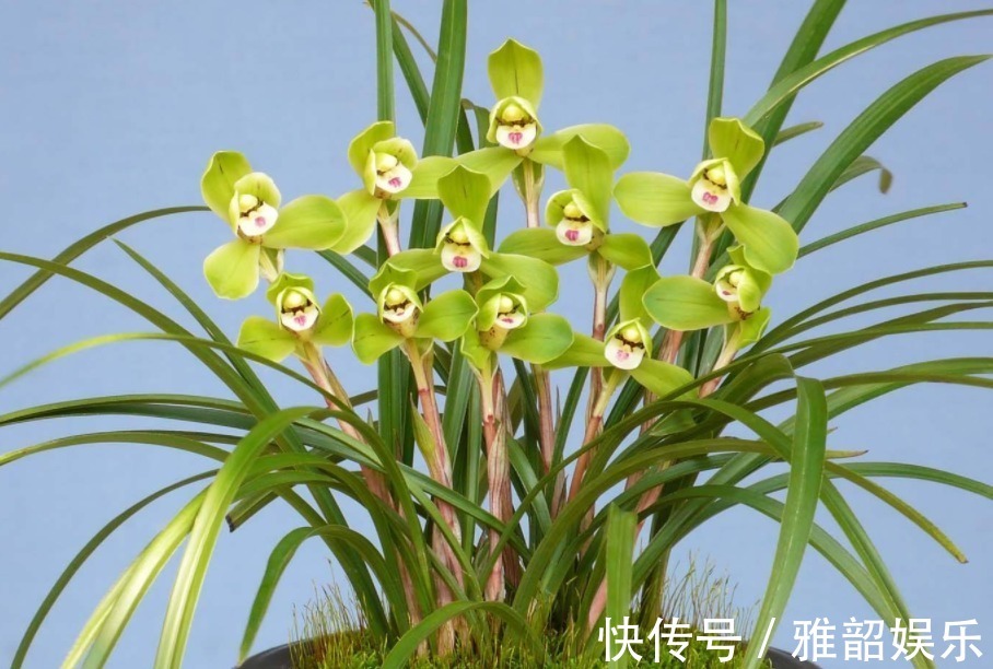 兰花|兰花叶子枯黄,根系腐烂先别仍用1招能拯救,新根新芽生长快