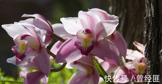 盆栽石斛兰怎么养?养护记住以下3点,花朵清新优雅,花期来得快