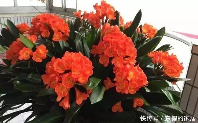 磷肥|养花用此2种壳,都是天然磷肥,盆埋1点,花朵开爆盆